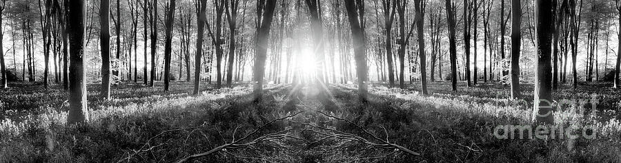 Bluebell woods sunrise in spring black and white #1 Photograph by Simon Bratt