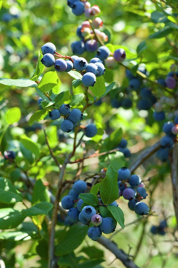 Blueberries On A Bush #1 Photograph by William Boch