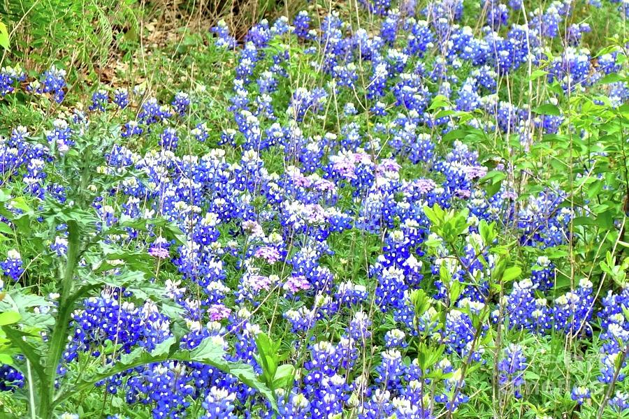 Bluebonnet Time in Texas #3 Photograph by Janette Boyd