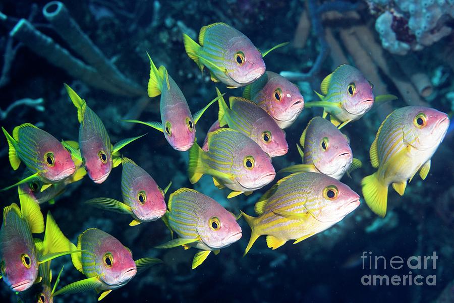 Wildlife Photograph - Bluestripe Snappers On Reef #1 by Georgette Douwma/science Photo Library