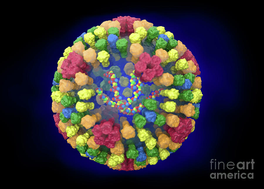 Bluetongue Virus Structure Photograph By Roger Harris Science Photo