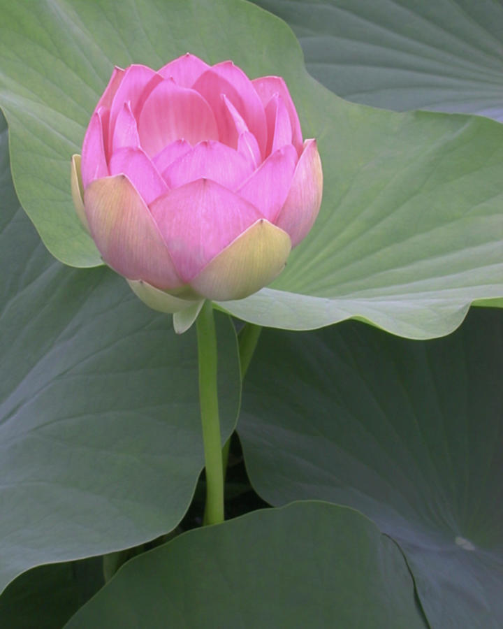 Blushing Lotus II #1 Photograph by Jim Christensen