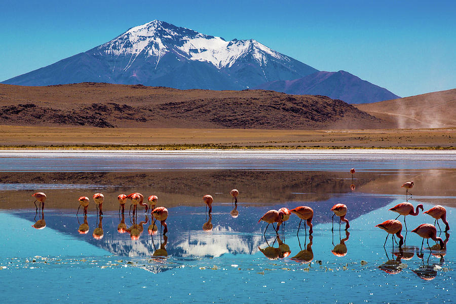 Flamingo Photograph - Bolivian Altiplano #1 by Andras Jancsik