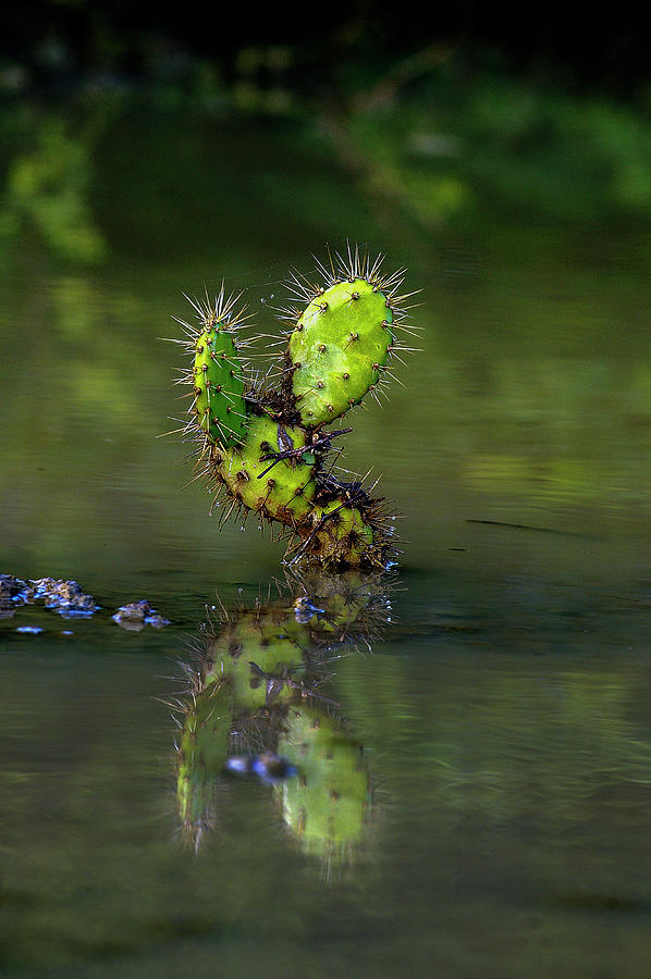Bonaire Cactuses In Water #1 Photograph by Lode Greven Photography