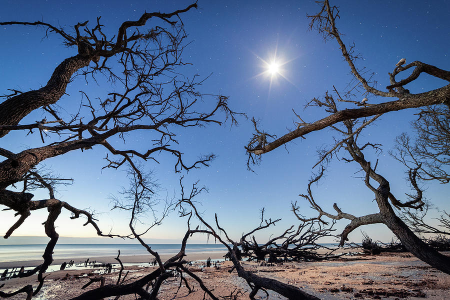 Boneyard Beach With Dried Trees At Moonlight Night, Botany Bay, Edisto