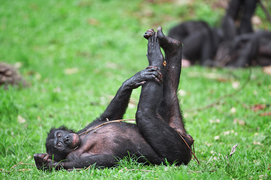 Bonobopygmy Chimpanzee Pan Paniscus #1 Photograph by Nhpa