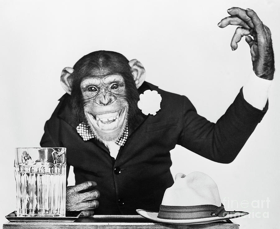 Bonzo The Chimp Campaigning #1 Photograph by Bettmann