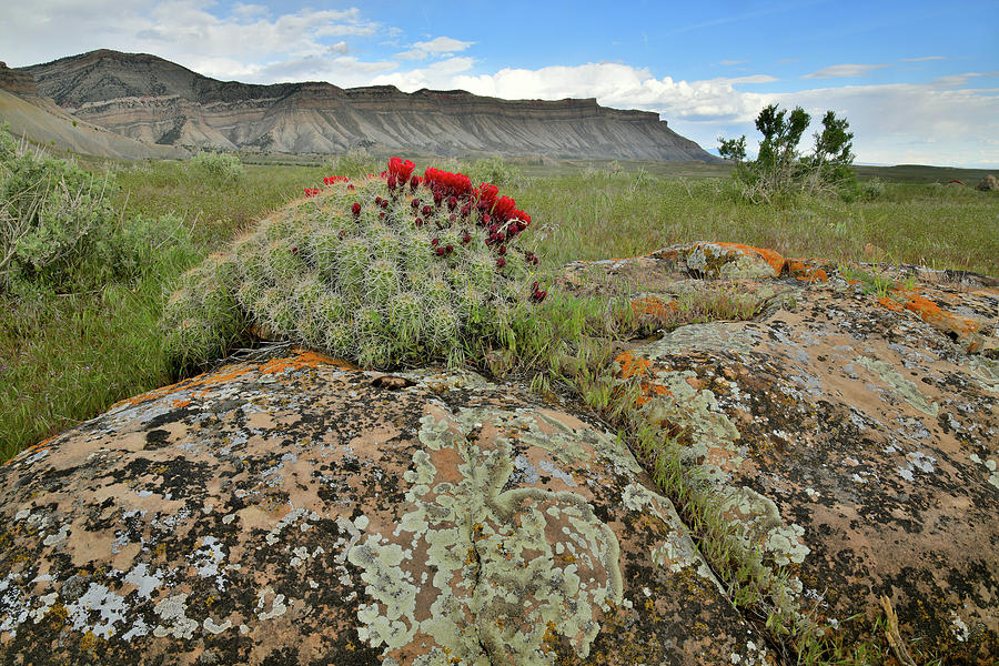 Book Cliffs Boulders and Blooms #1 Photograph by Ray Mathis
