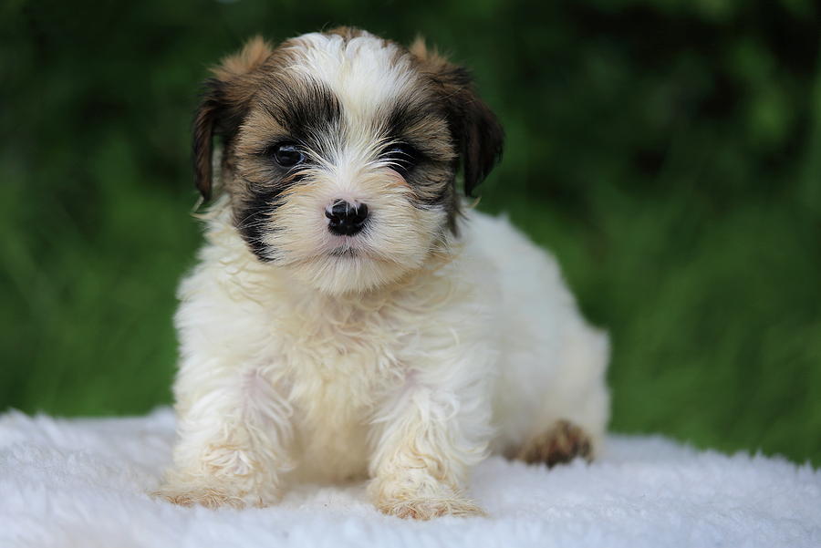 Boomer puppy Photograph by Mark Starren - Fine Art America