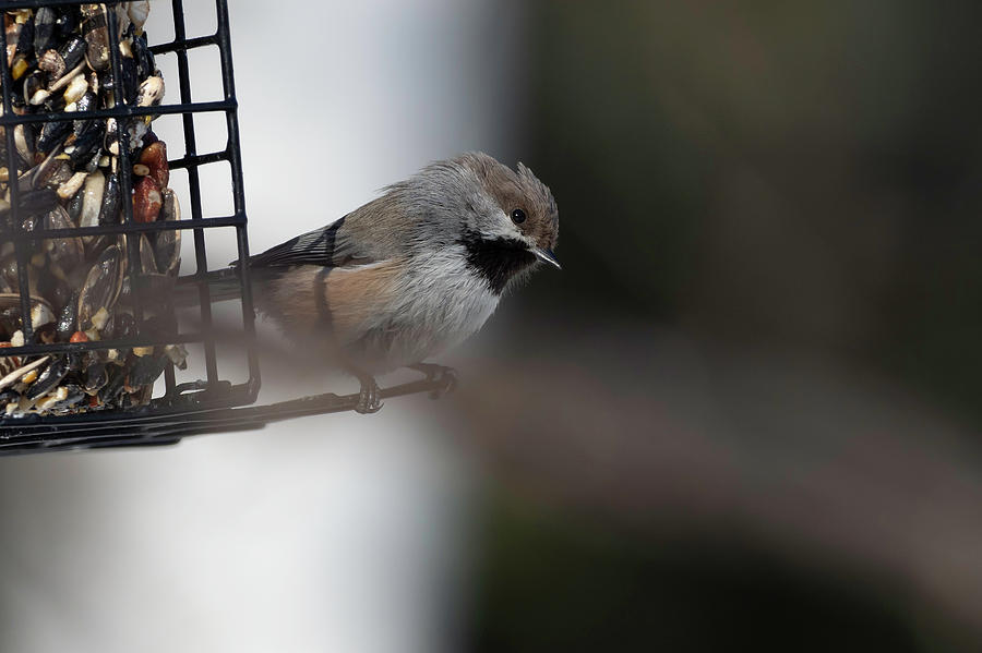 Boreal Chickadee at the Feeder in Alaska #1 Photograph by Dee Carpenter