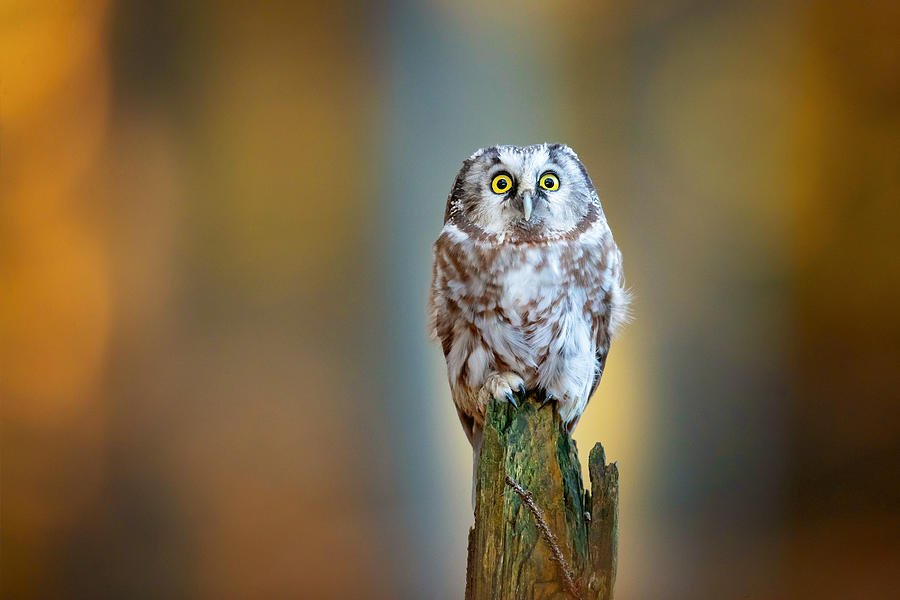 Boreal Owl #1 Photograph by Milan Zygmunt