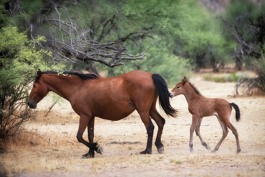 Horse Photograph - Born Wild  #1 by Saija Lehtonen