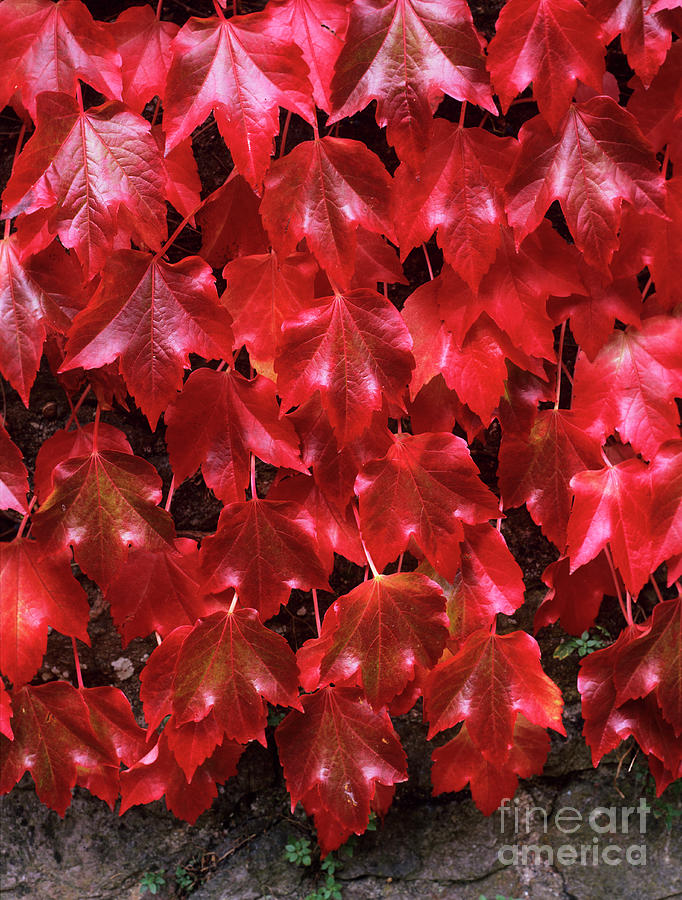 Boston Ivy (parthenocissus Tricuspidata) #1 Photograph by Geoff Kidd/science Photo Library