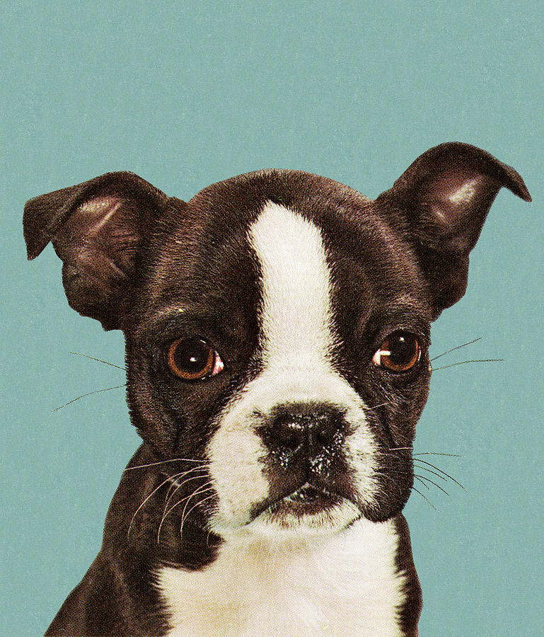Boston Drawing - Boston Terrier Dog #1 by CSA Images
