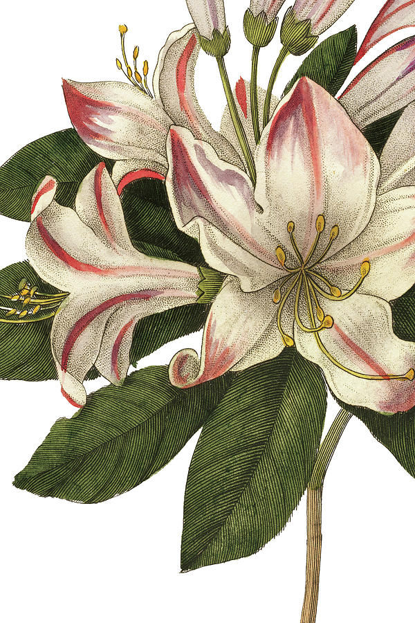 Flower Painting - Botanique IIi No Words #1 by Wild Apple Portfolio