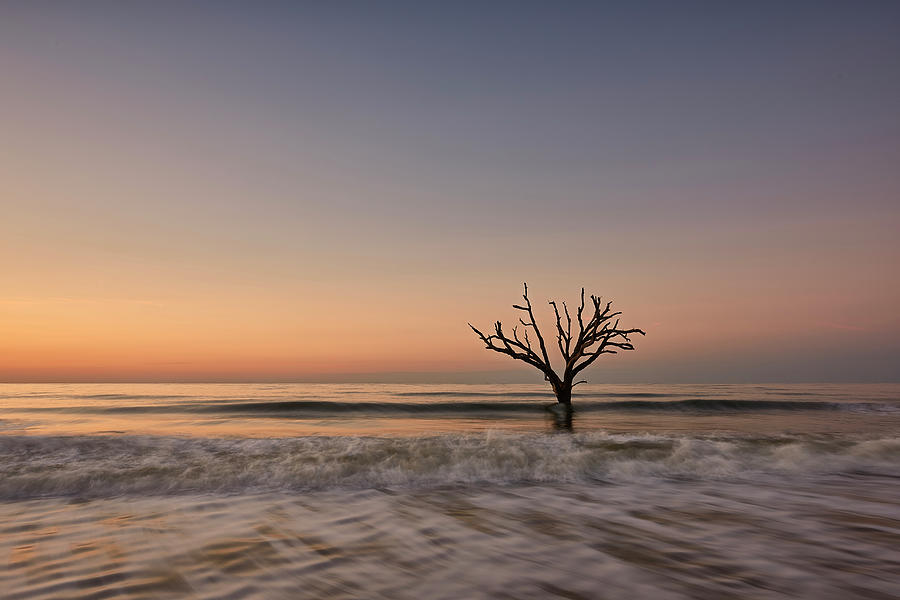 Nature Photograph - Botany Bay Tree #1 by Jon Glaser