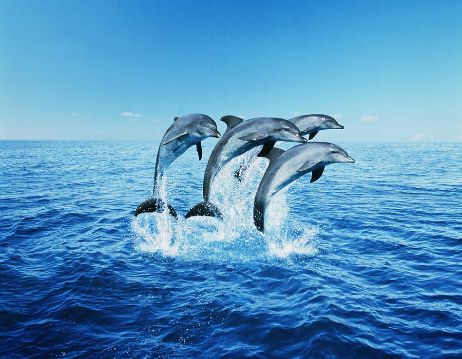 Bottle-nose Dolphins Tursiops Truncatus Photograph by Steve Bloom Bottle-nose Dolphins Tursiops Truncatus Photograph by Steve Bloom