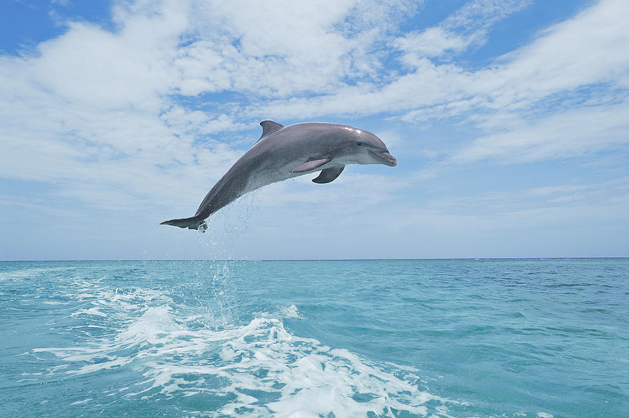 Bottlenose Dolphin Jumping Photograph by Martin Ruegner