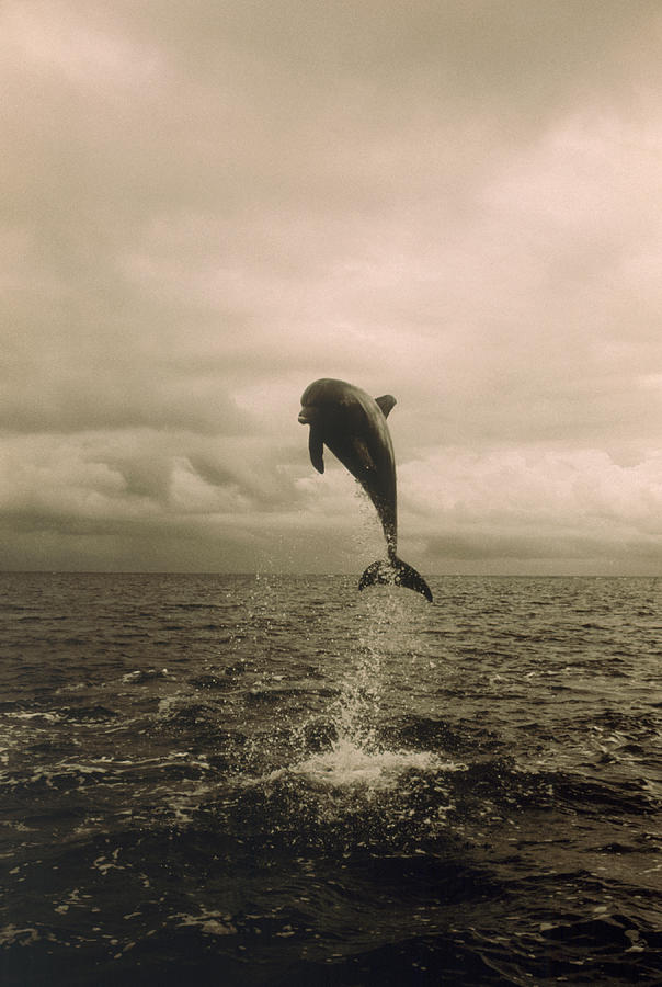Bottlenose Dolphin Jumping Out Of Water #1 Photograph by Stuart Westmorland