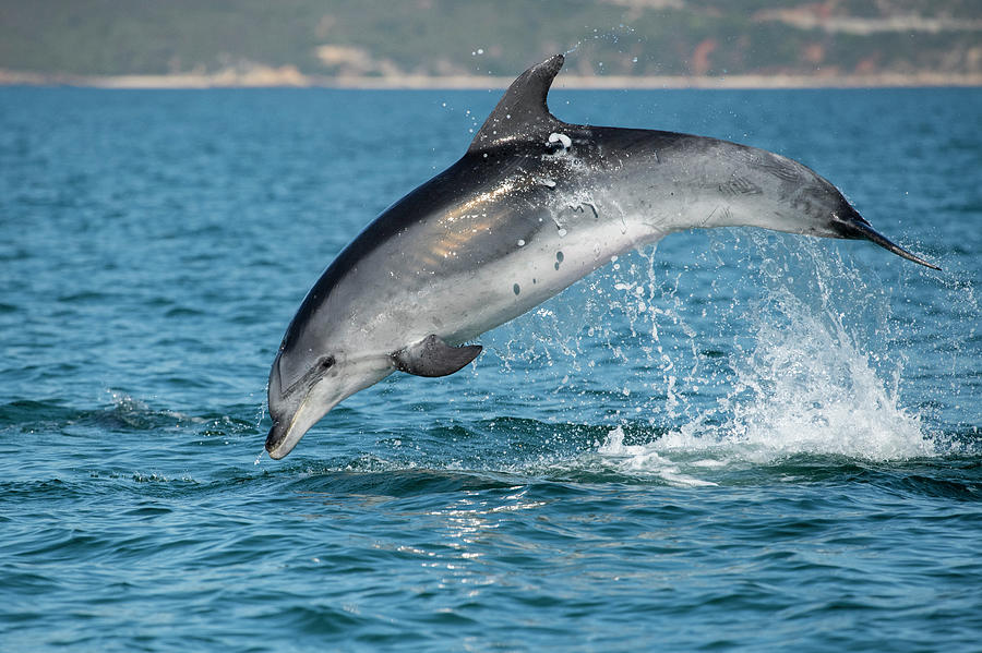 Bottlenose Dolphin Porpoising, Sado Estuary, Portugal Photograph by Pedro  Narra / Naturepl.com
