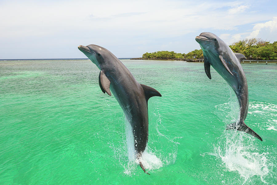 Wildlife Photograph - Bottlenose Dolphin, Roatan, Bay #1 by Stuart Westmorland