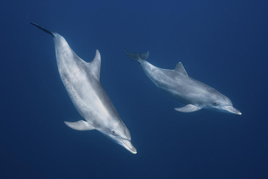 Dolphin Photograph - Bottlenose Dolphins #1 by Barathieu Gabriel