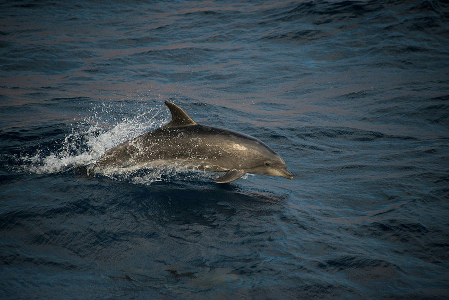 Bottlenose Dolphins Doing Acrobatic Jumps, Guadalupe, Mexico Digital ...