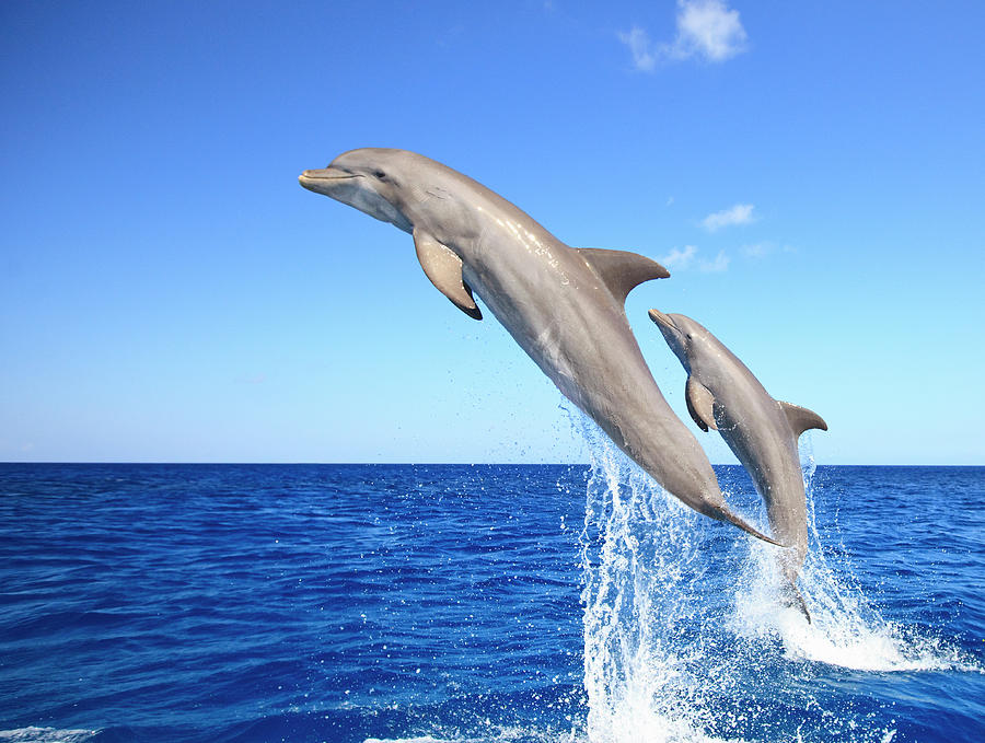 Bottlenose Dolphins #1 Photograph by Stuart Westmorland