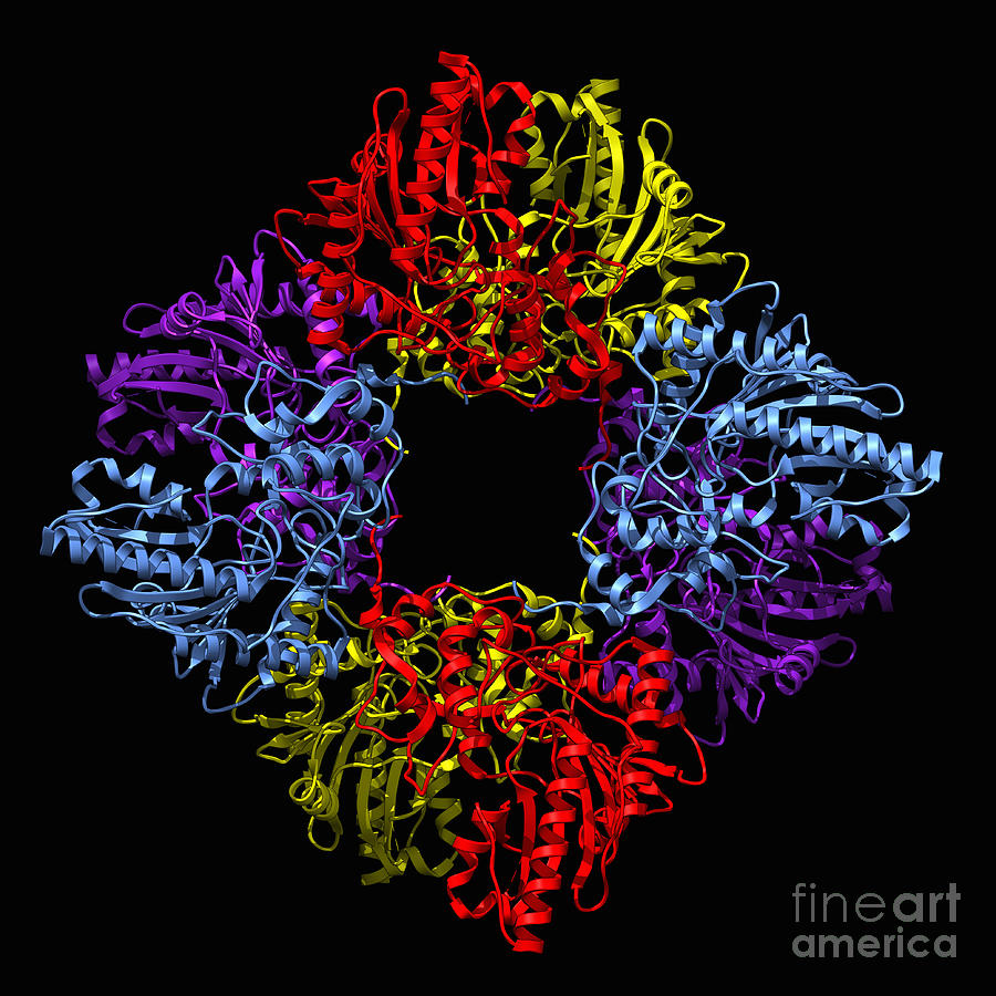 Bovine Mitochondrial Creatine Kinase #1 Photograph by Laguna Design/science Photo Library