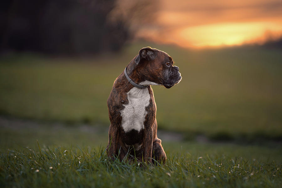 Boxer Dog Enjoy The Sunset Photograph