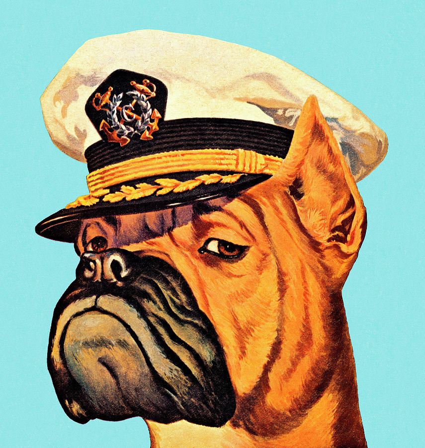 Vintage Drawing - Boxer Dog Wearing Captian Hat #1 by CSA Images