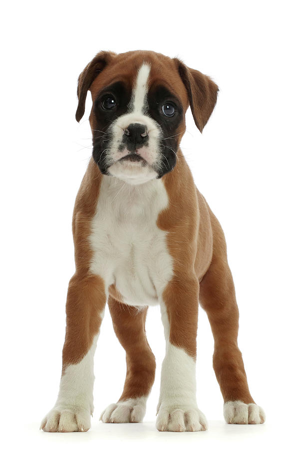 Boxer Puppy, 6 Weeks Old, Standing #1 Photograph by Mark Taylor