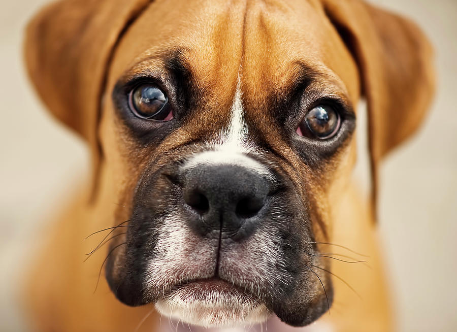 Boxer Puppy #1 Photograph by Jody Trappe Photography