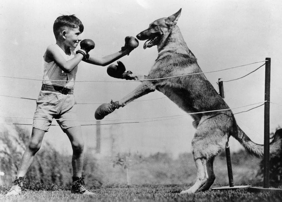 Boxing With Dog #1 Photograph by Topical Press Agency