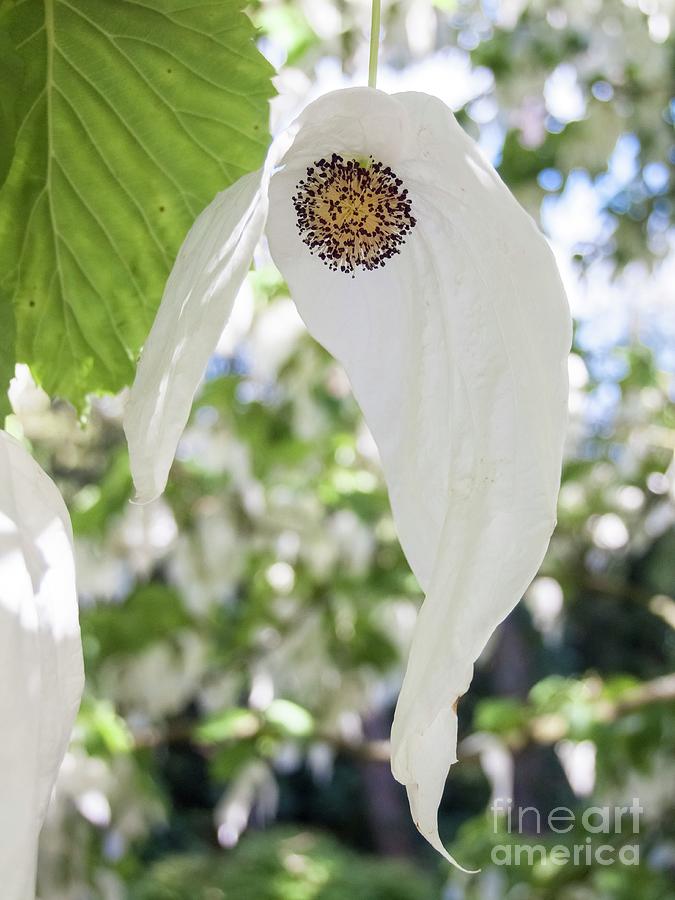 Bracteate Flowers Of Handkerchief Tree #1 Photograph by Martyn F. Chillmaid/science Photo Library