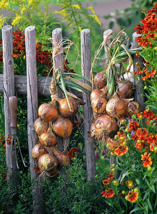 Braid Onion #1 Photograph by Friedrich Strauss