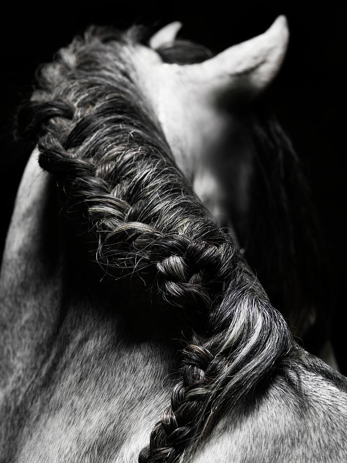 Braided Mane Of Grey Horse Photograph by Henrik Sorensen