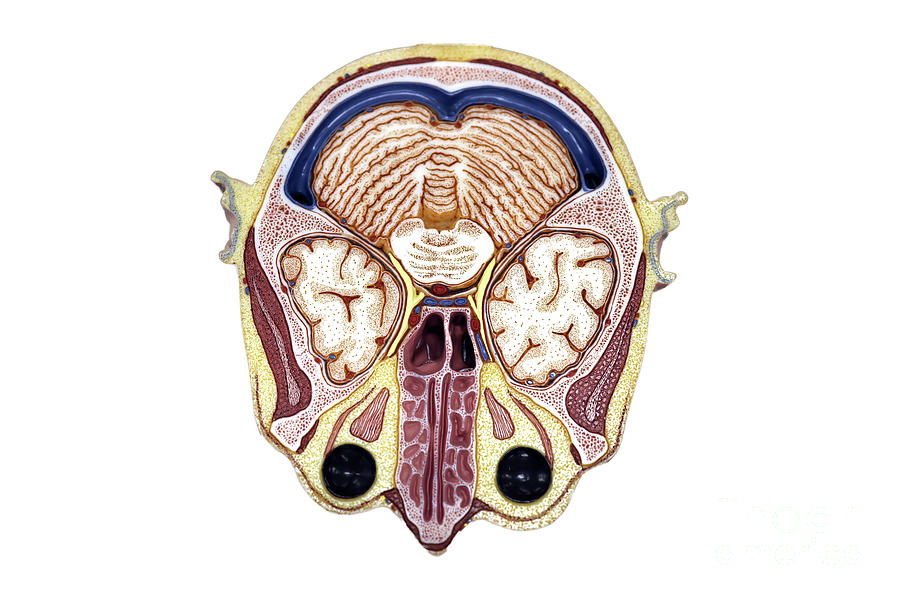 Brain Anatomy #1 Photograph by Choksawatdikorn / Science Photo Library