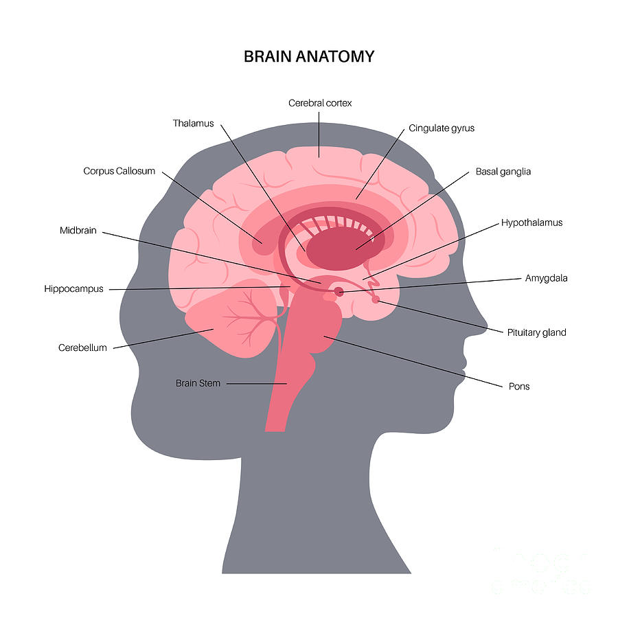 Brain Anatomy #1 Photograph by Pikovit / Science Photo Library
