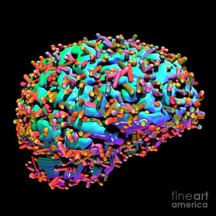 Brain Microbiome Photograph By Russell Kightley Science Photo Library Fine Art America