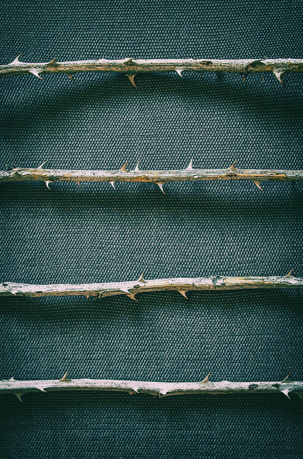 Nature Photograph - Bramble Thorns #1 by Carlos Caetano