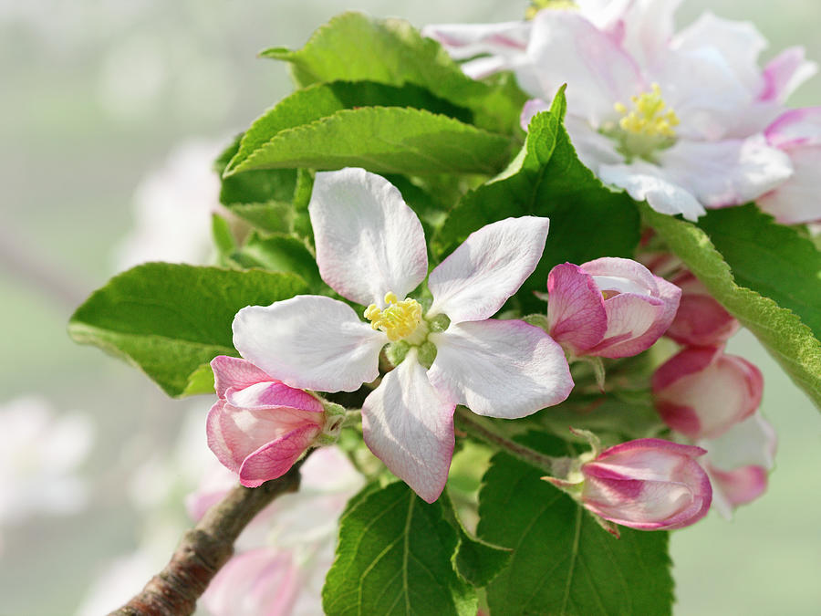 Branch With Apple Blossom #1 Photograph by Fruitbank