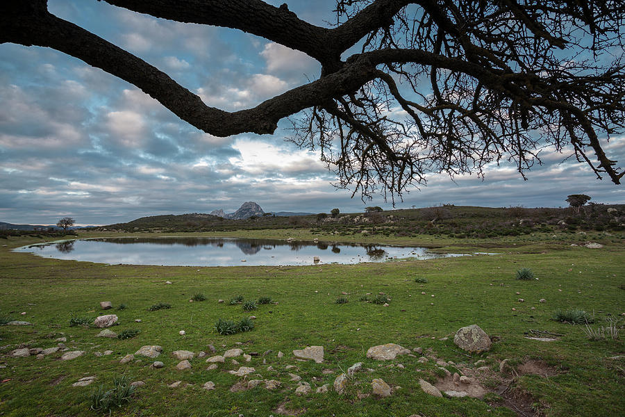 Branches Frame by Daniele Fanni Branches Frame by Daniele Fanni