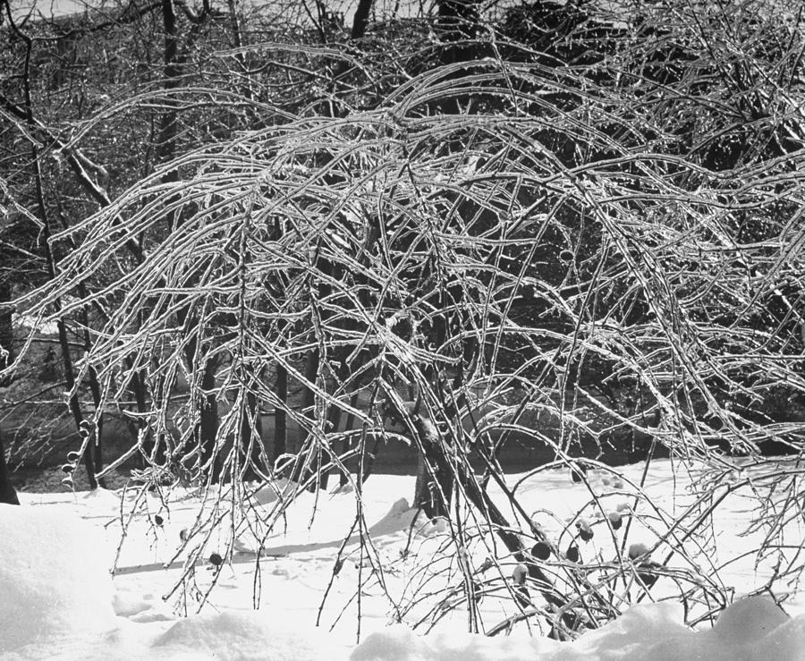 Branches Of Tree Bending Under Weight Of Photograph by Fritz Goro Branches Of Tree Bending Under Weight Of Photograph by Fritz Goro