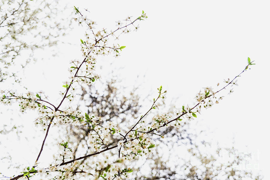 Branches Of Tree In Bloom In Spring With Cloudy Sky Background. Photograph