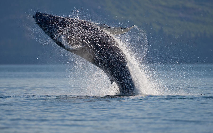 Breaching Humpback Whale, Alaska #1 Photograph by Paul Souders