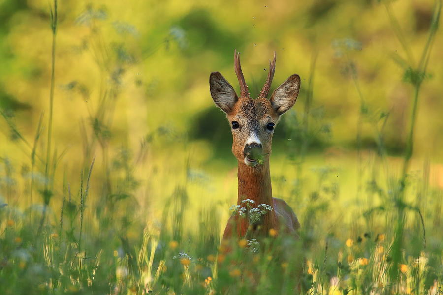 Deer Photograph - Breakfast #1 by Simun Ascic