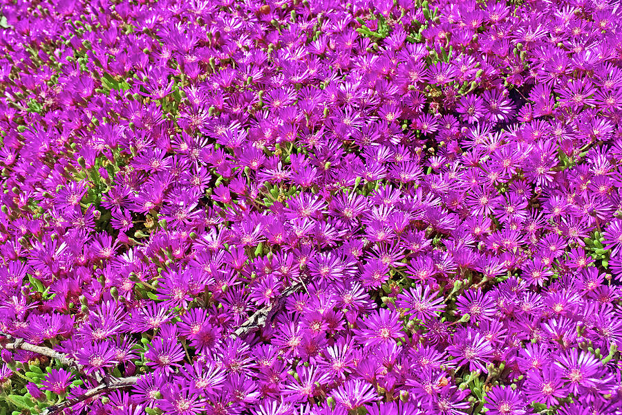 Bright Pink Ice Plant at Saint Lukes Lutheran Church in Claremont, California #1 Photograph by Ruth Hager