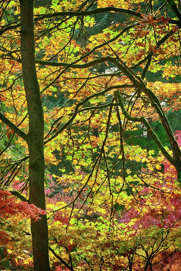 Brightly colored autumn leaves in  Arboretum #1 Photograph by Steve Estvanik