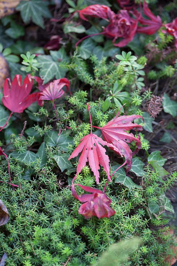 Brightly Coloured Autumnal Leaves Lying On Green Ground-cover Plants #1 Photograph by Sibylle Pietrek